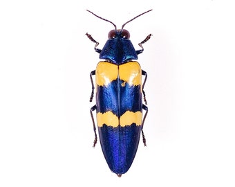 Hoplia coerulea One Real Metallic blue scarab beetle