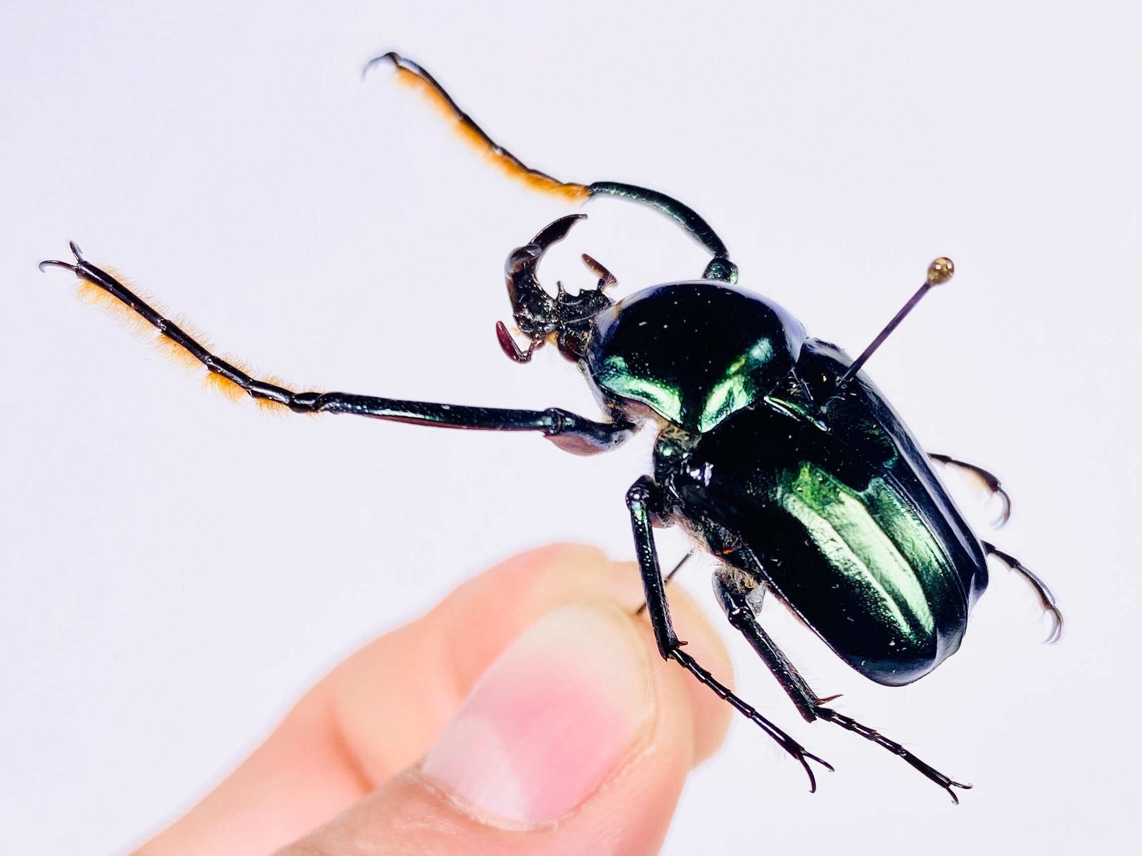 Neoscelis Dohrni Green Metallic Real Flower Beetle Insect