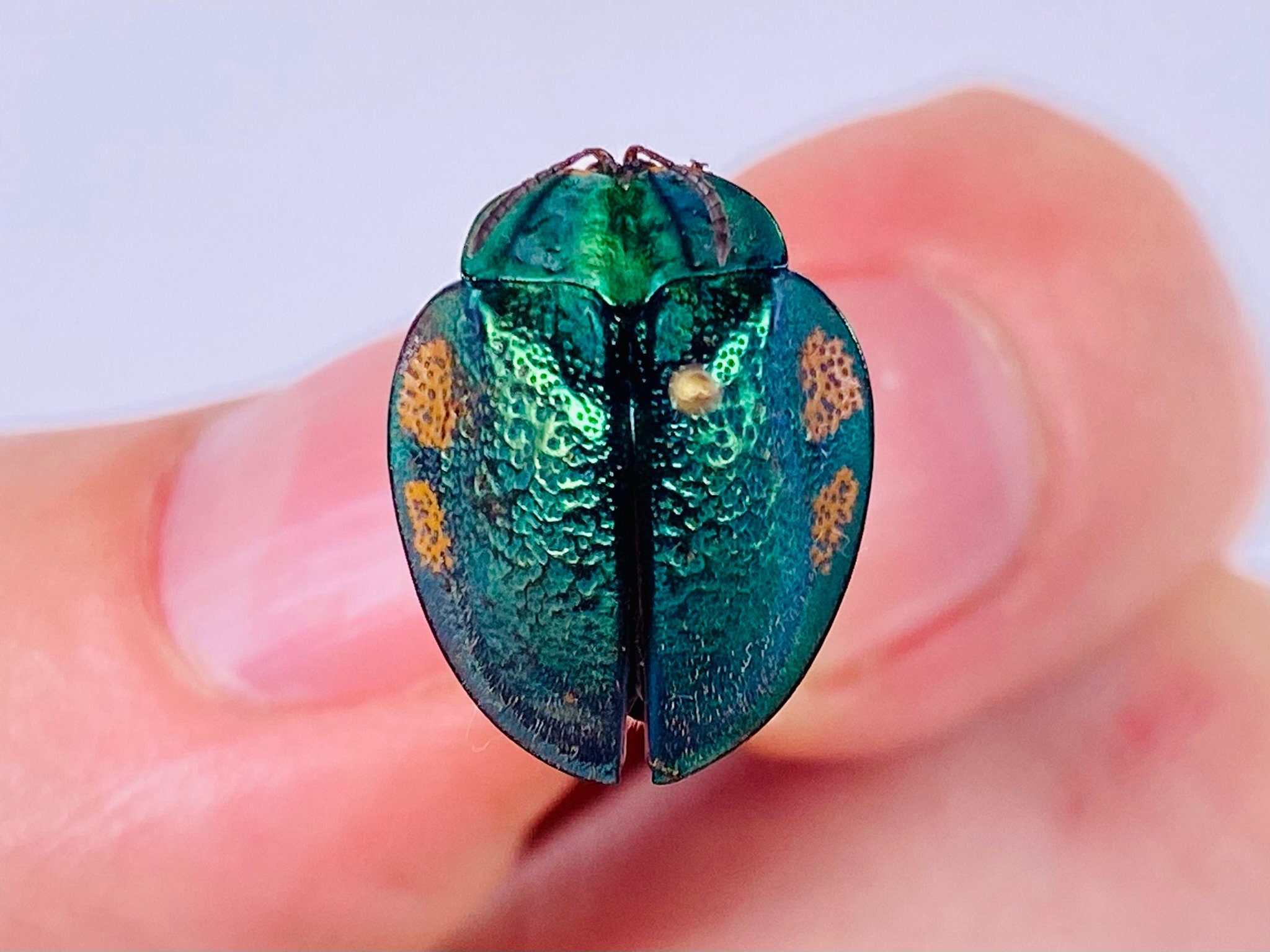 Cassidinae Sp. 3 Peru (PE) - Wild Caught - Tortoise Beetle