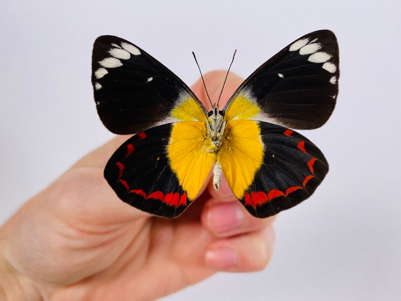 Red velvet Cymothoe sangaris for insect artwork butterflies collection or taxidermy project
