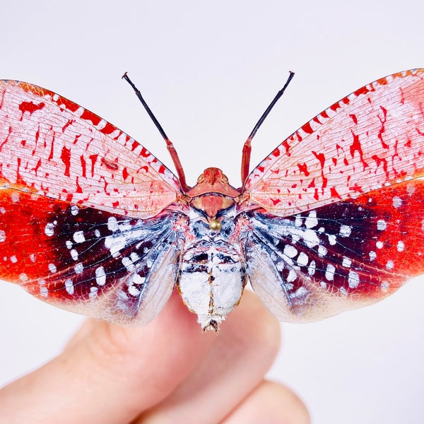 Aphaena submaculata rouge asiatique planthopper véritable insecte démonté pour œuvre d’art taxidermie projet d’art collection d’insectes