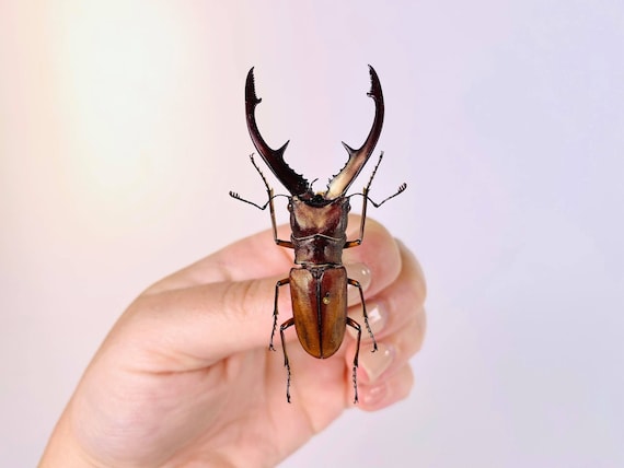 アート・デザイン・音楽 IL CERVo VOLANTE (Coleoptera lucanidae) アート・デザイン・音楽 IL CERVo VOLANTE (Coleoptera