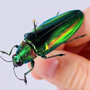 Puede incluir: Un escarabajo verde e iridiscente con patas y antenas largas. El escarabajo está siendo sostenido por una mano.
