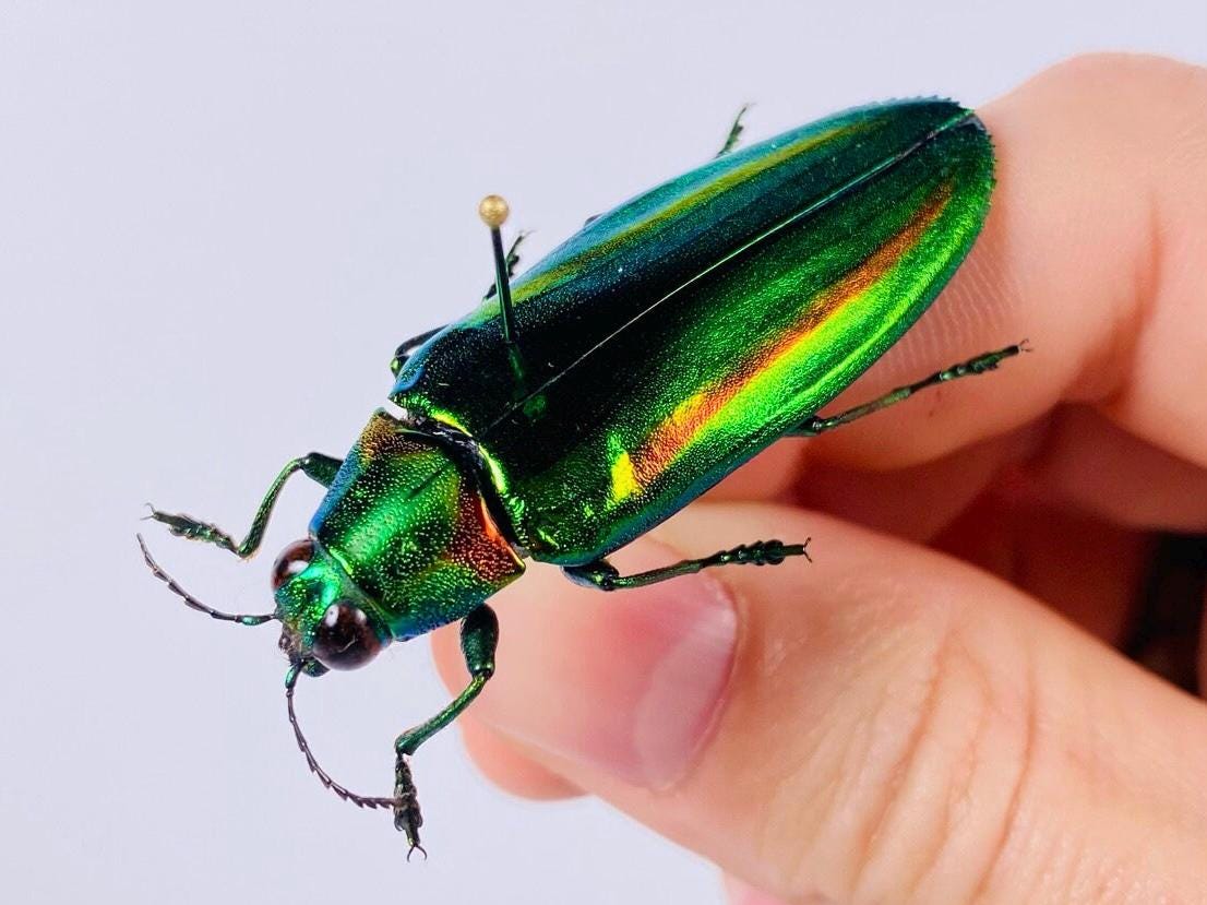 ラオス切手 甲虫 昆虫 王国 1968 全5種 NH オオルリ玉虫 ລາວラーオ ラオス切手 甲虫 昆虫 王国 1968 全5種 NH オオルリ玉虫 ລາວ