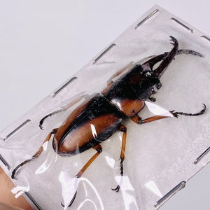 African stag beetle Prosopocoilus savagei Unmonted for artwork, taxidermy project and insect collection. image 8