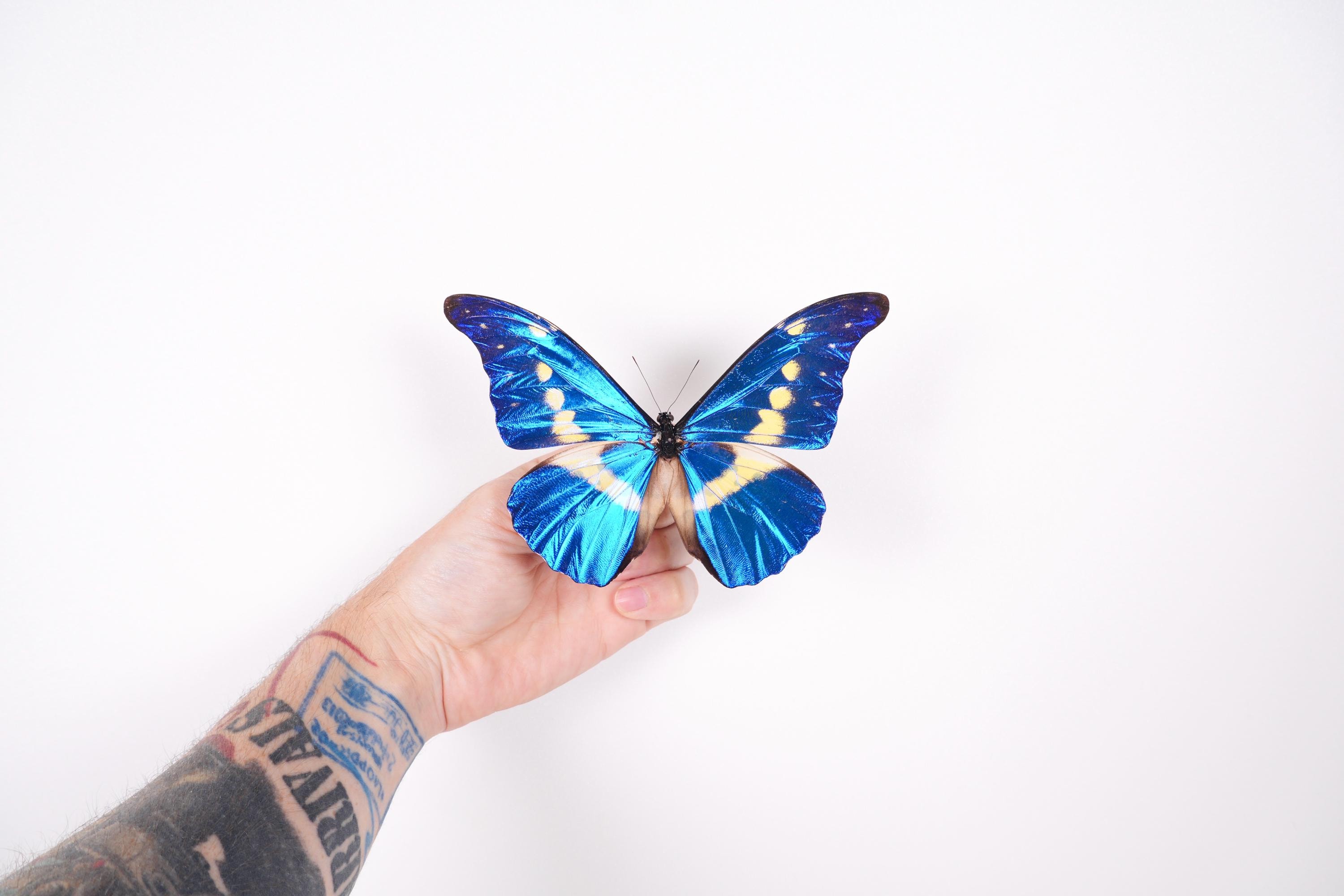 Morpho Rethenor Helena Peru (PE) - Wild Caught - Real Metallic