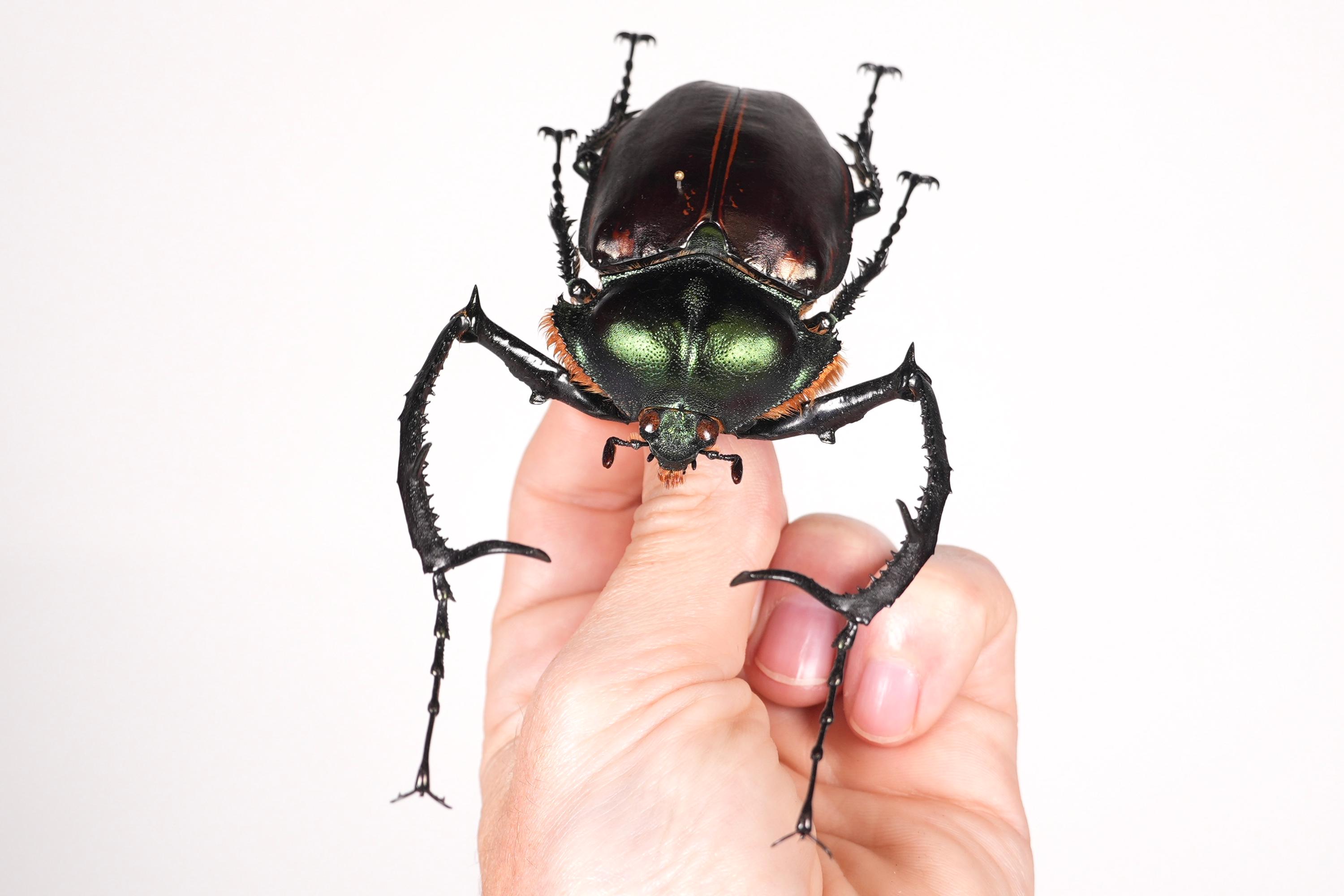 Cheirotonus Jansoni Vietnam (VN) - Wild Caught - Long-armed Scarab