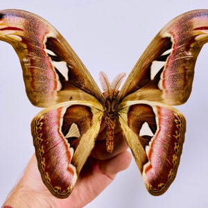 Attacus atlas mâle cobra moth pour les œuvres dart dinsectes, la collection de papillons ou le projet de taxidermie. image 5