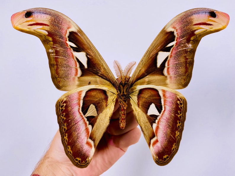 Attacus atlas mâle cobra moth pour les œuvres dart dinsectes, la collection de papillons ou le projet de taxidermie. image 5