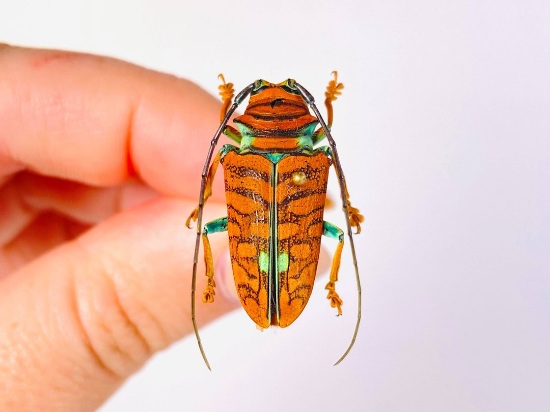 Orange Long Horned African Beetle Sternotomis Chrysopras Uganda