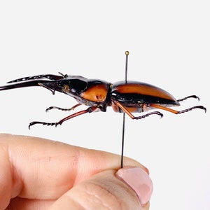 African stag beetle Prosopocoilus savagei Unmonted for artwork, taxidermy project and insect collection. image 4