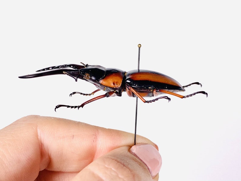 African stag beetle Prosopocoilus savagei Unmonted for artwork, taxidermy project and insect collection. image 4