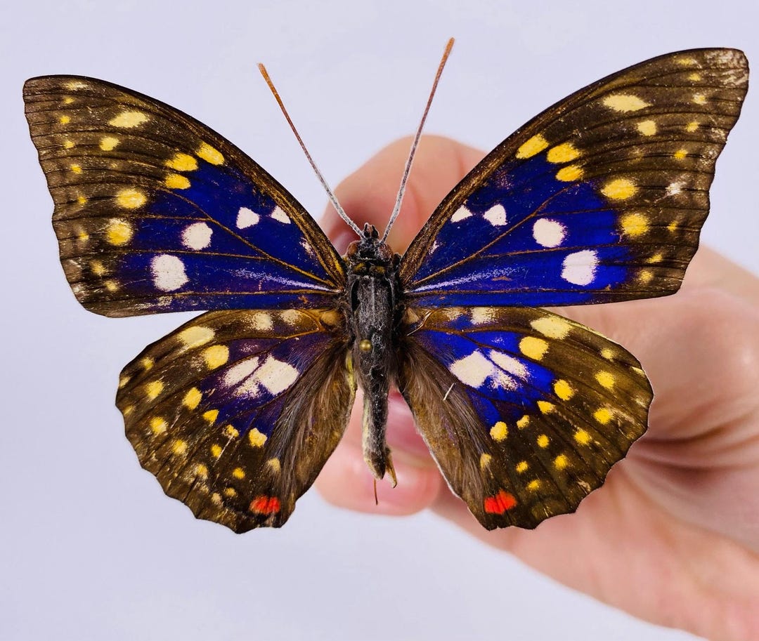 洋書 Butterflies from China, Japan, and Corea Butterflies From China, Japan, and Corea; pt.1: Leech, John