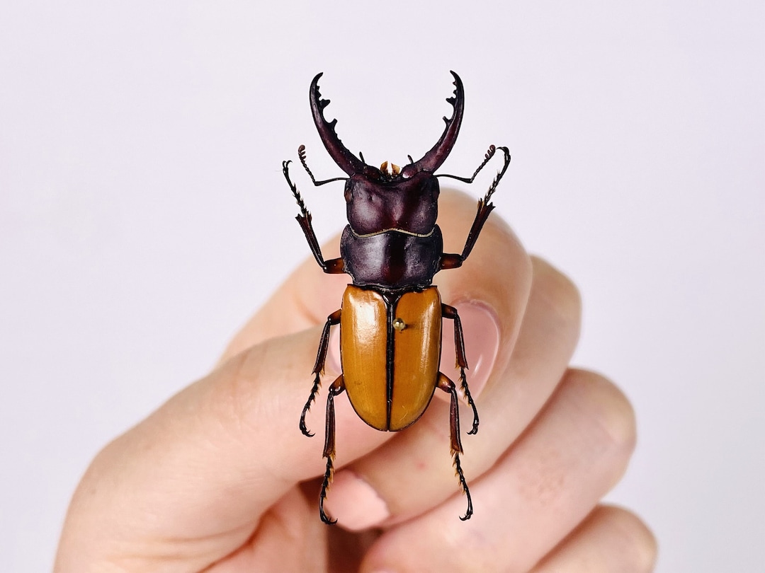 Vero cervo volante per progetto artistico Prosopocoilus bruijni