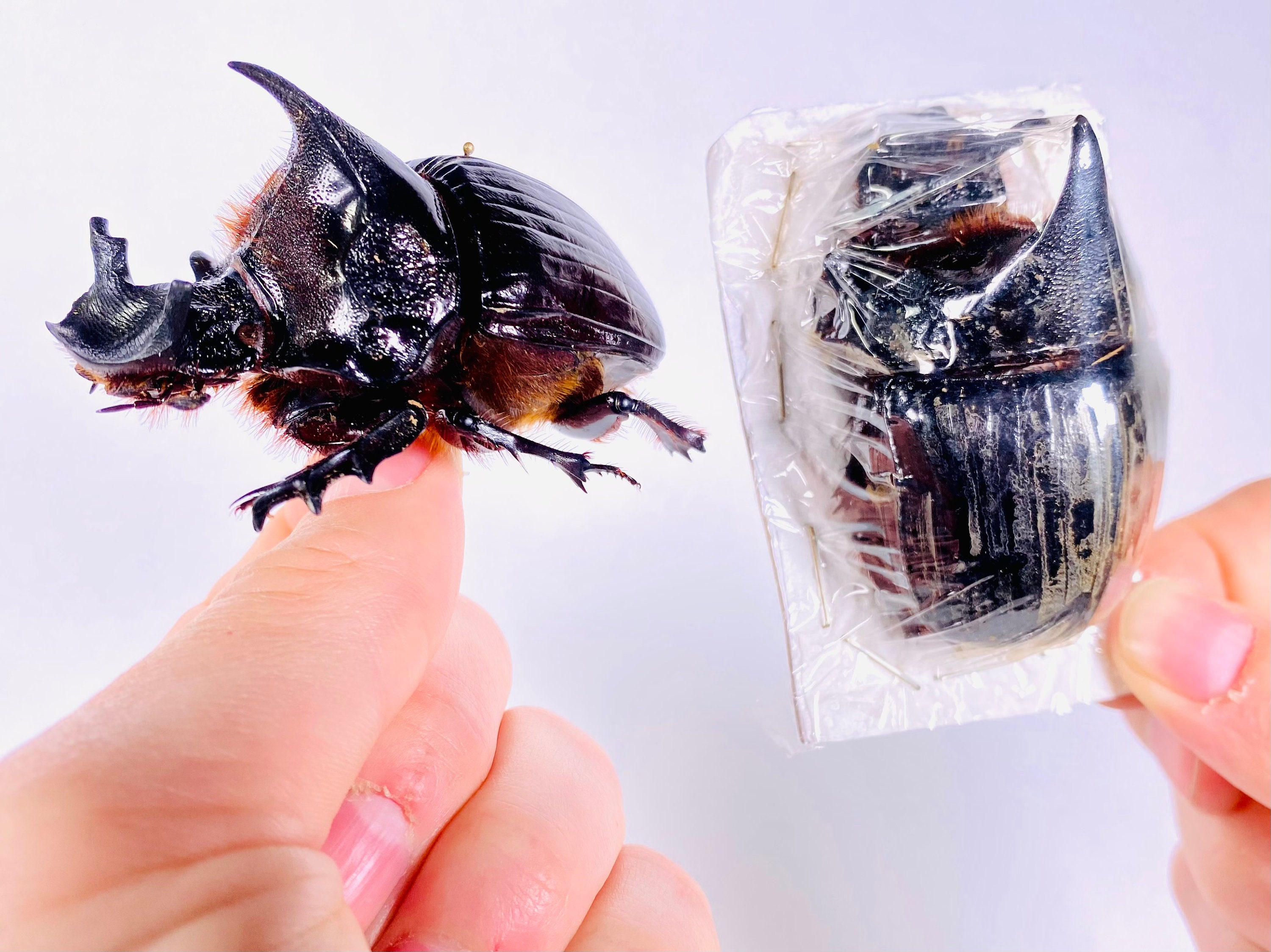 Heliocopris dominus 本物の乾燥フンコロガシの昆虫標本（未装着、美術