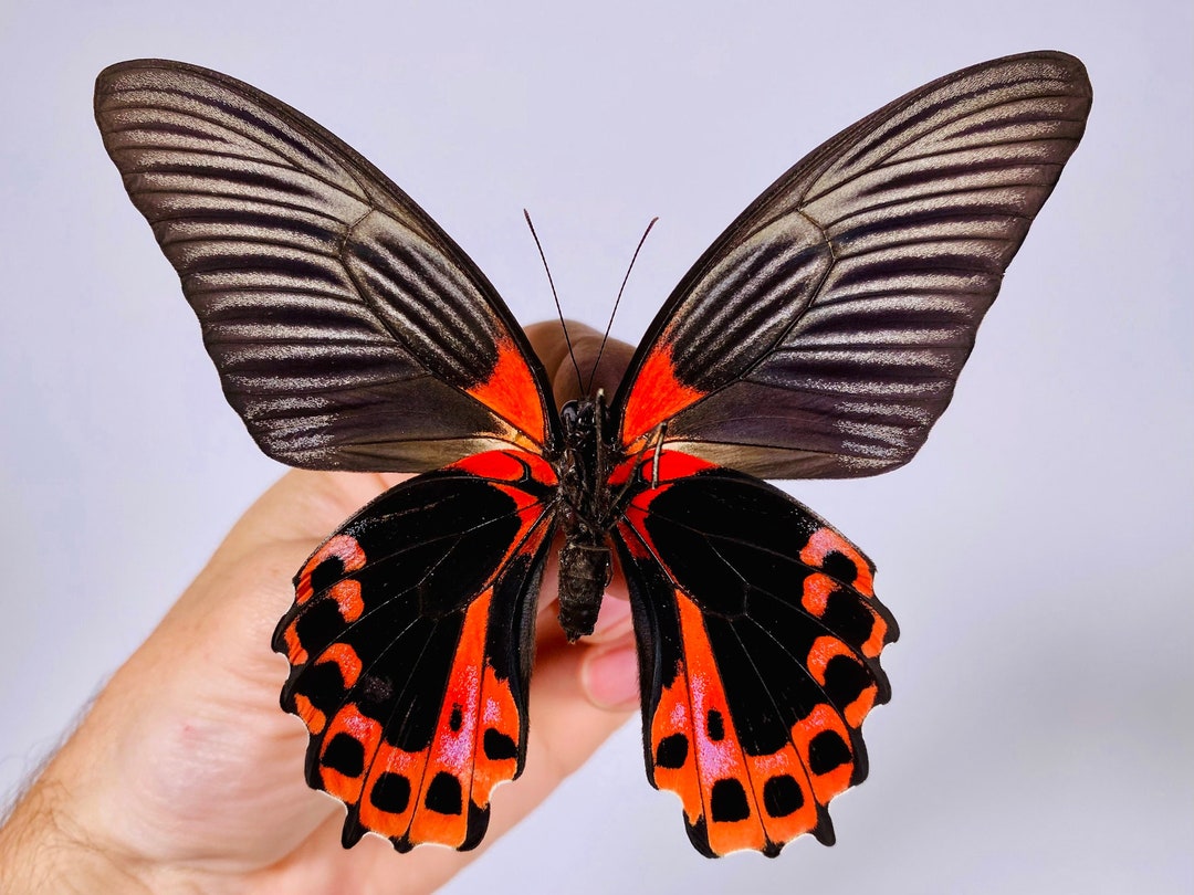 Papilio Rumanzovia Semperinus Real Butterfly Unmounted for Artwork