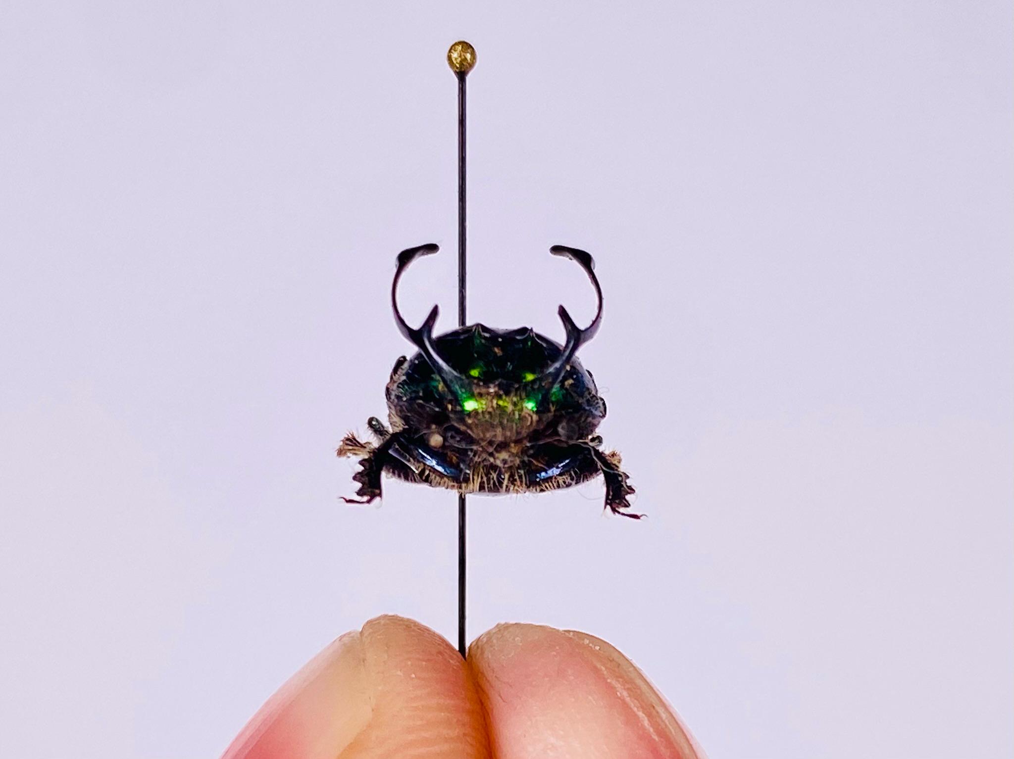 Proagoderus rangifer オス、タンザニア連合共和国 - TZ、昆虫アート