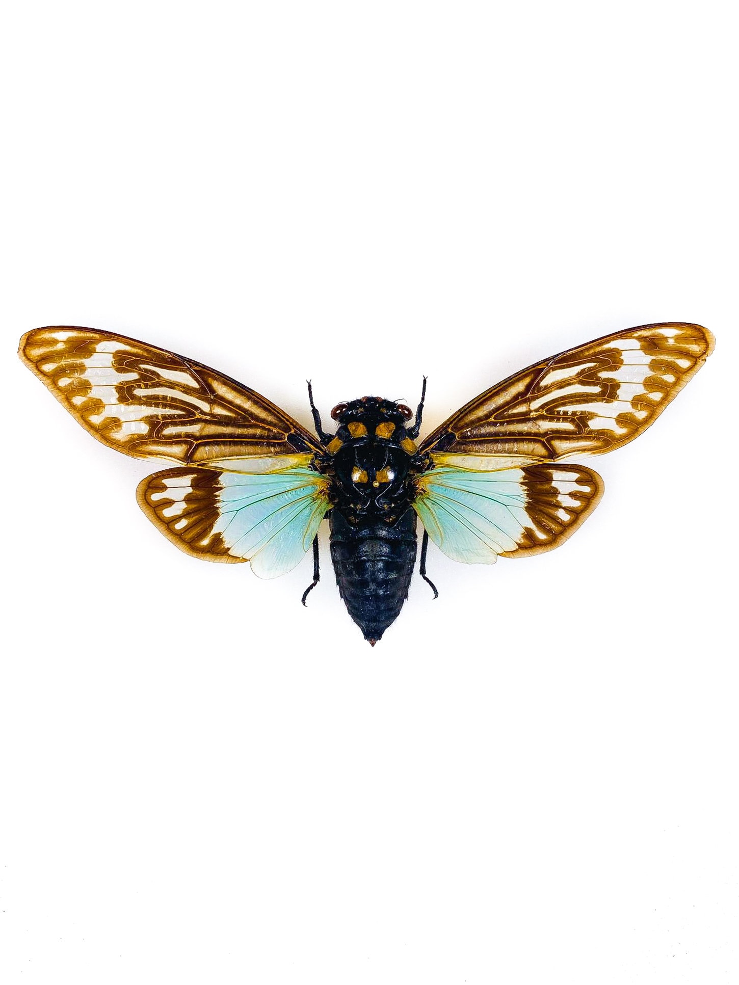 Tosena Splendida Thailand (TH) - Wild Caught - Blue Cicada for