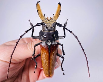 Callipogon Barbatus Peru (PE) - Wild Caught - Long Horned Beetle