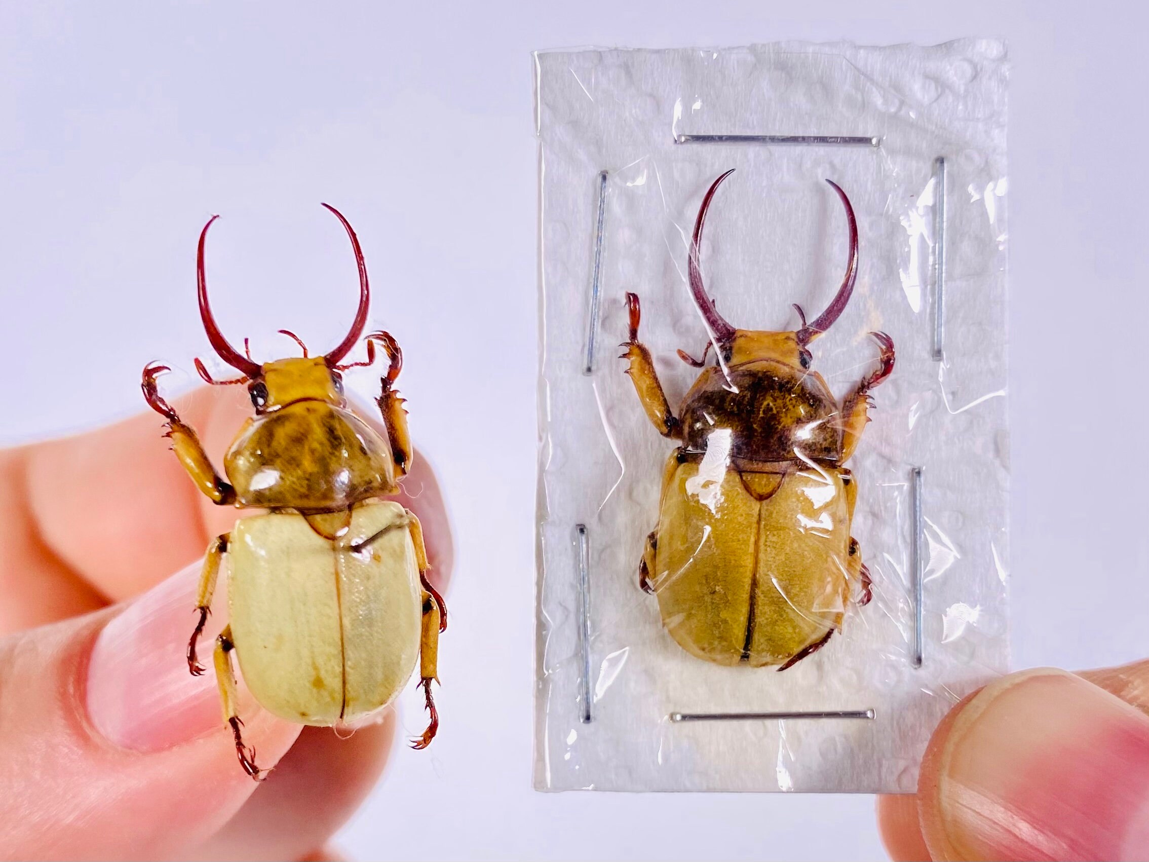 Kibakoganea Dohertyi Satoi Real Dry Horned Scarad Male Beetle