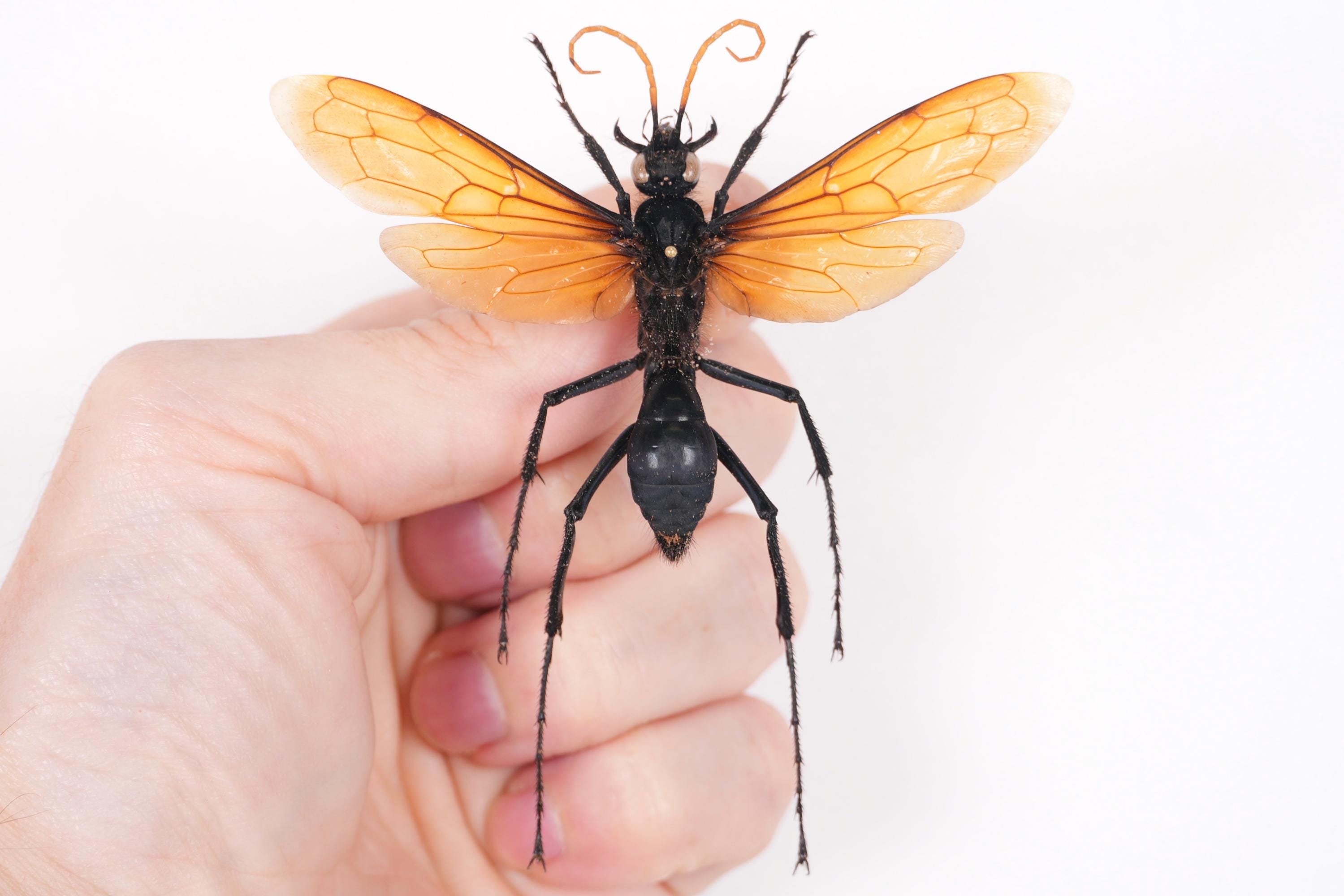 標本 Brazil Pepsis heros 111mm super big Brazil Pepsis heros 111mm super big Solenoptera dominicensis