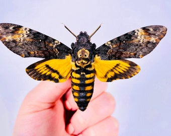 Acherontia atropos - Wikipedia