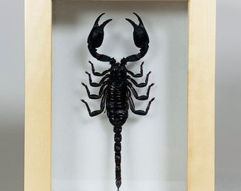 カナダの堅木枠に収められた巨大な黒いサソリ Heterometrus laoticus