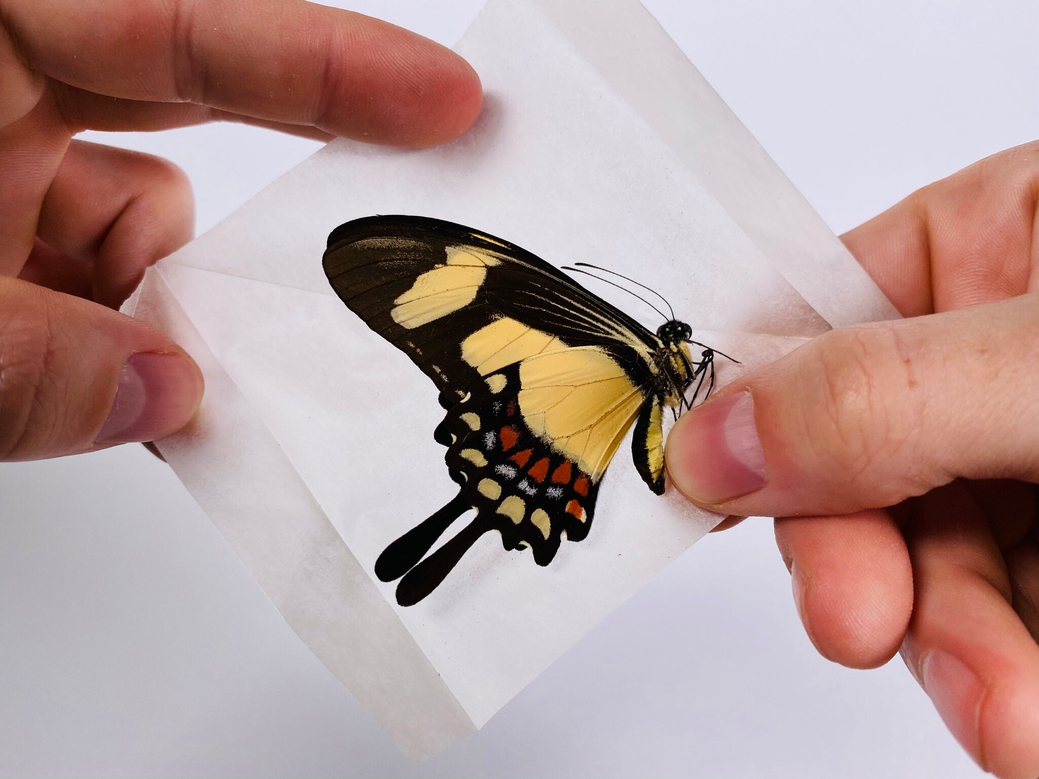 Yellow Swallowtail Papilio Torquatus Peru - PE, Butterfly Unmounted for ...