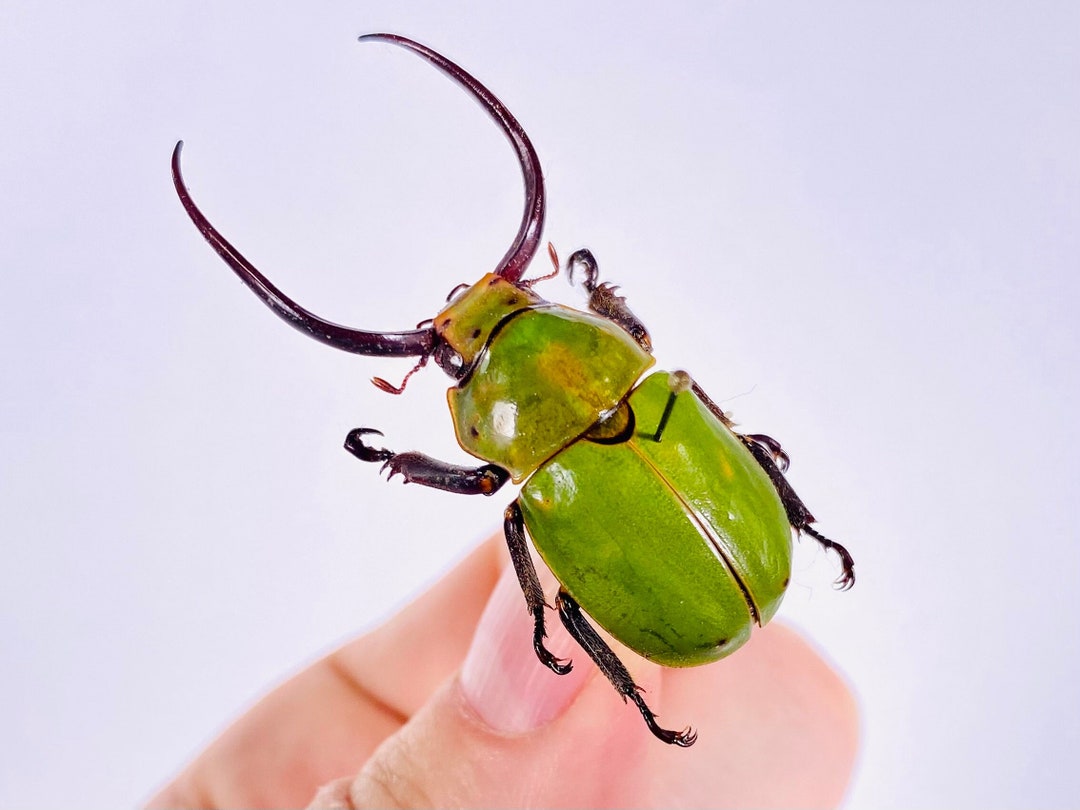 Kibakoganea Tamdaoensis Akitai Real Dry Horned Scarad Male Beetle