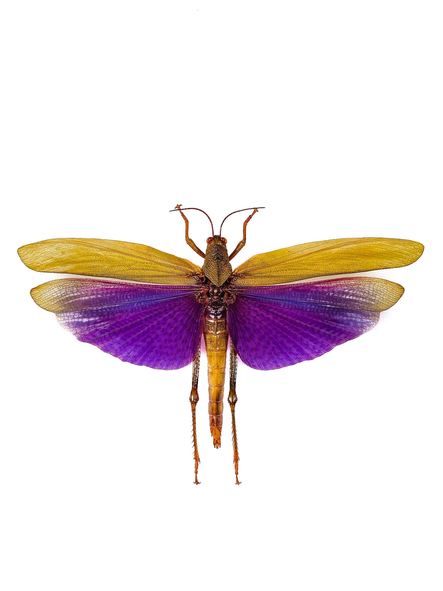 標本 Peru Titanacris albipes 172mm(wing) Titanacris Albipes Peru (PE) - Wild Caught - Real Giant Purple