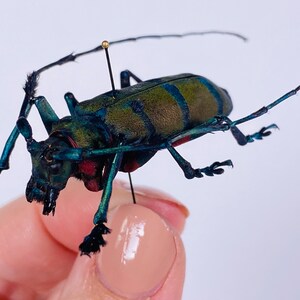 以下が含まれることがあります： 長い触角と黒い脚を持つ、大きく虹色の緑と青の甲虫。甲虫は白い背景にピンで留められています。