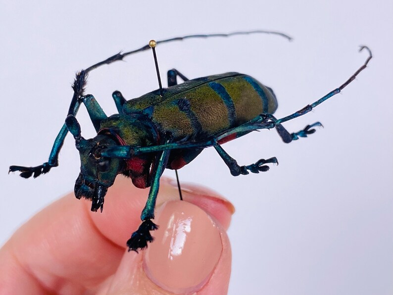 以下が含まれることがあります： 長い触角と黒い脚を持つ、大きく虹色の緑と青の甲虫。甲虫は白い背景にピンで留められています。