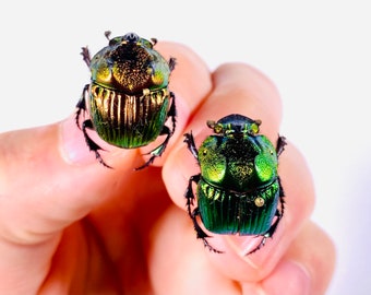 Phanaeus Mexicanus SMALL Real Dung Beetle for Insect Artwork