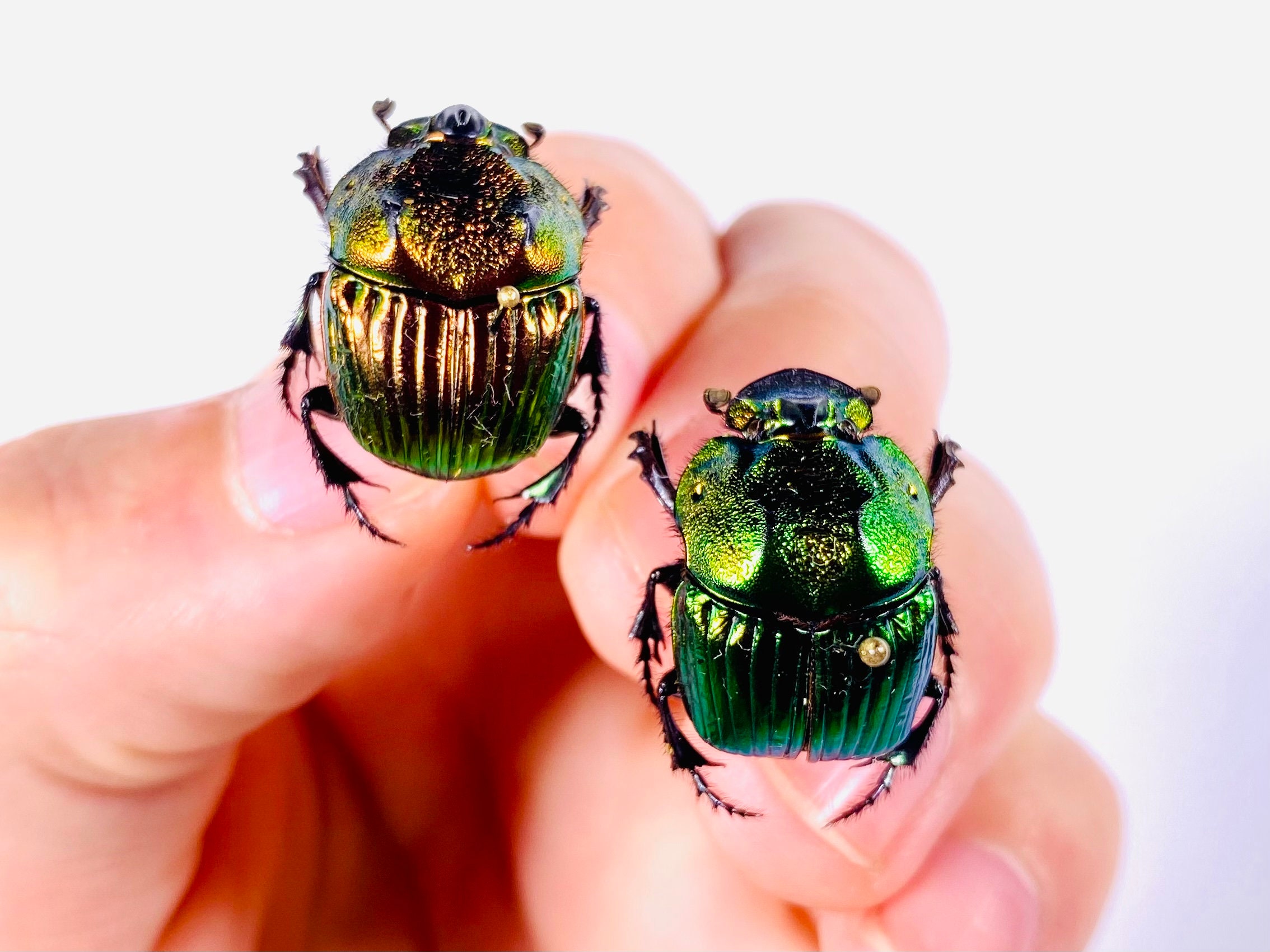Phanaeus Mexicanus SMALL Real Dung Beetle for Insect Artwork