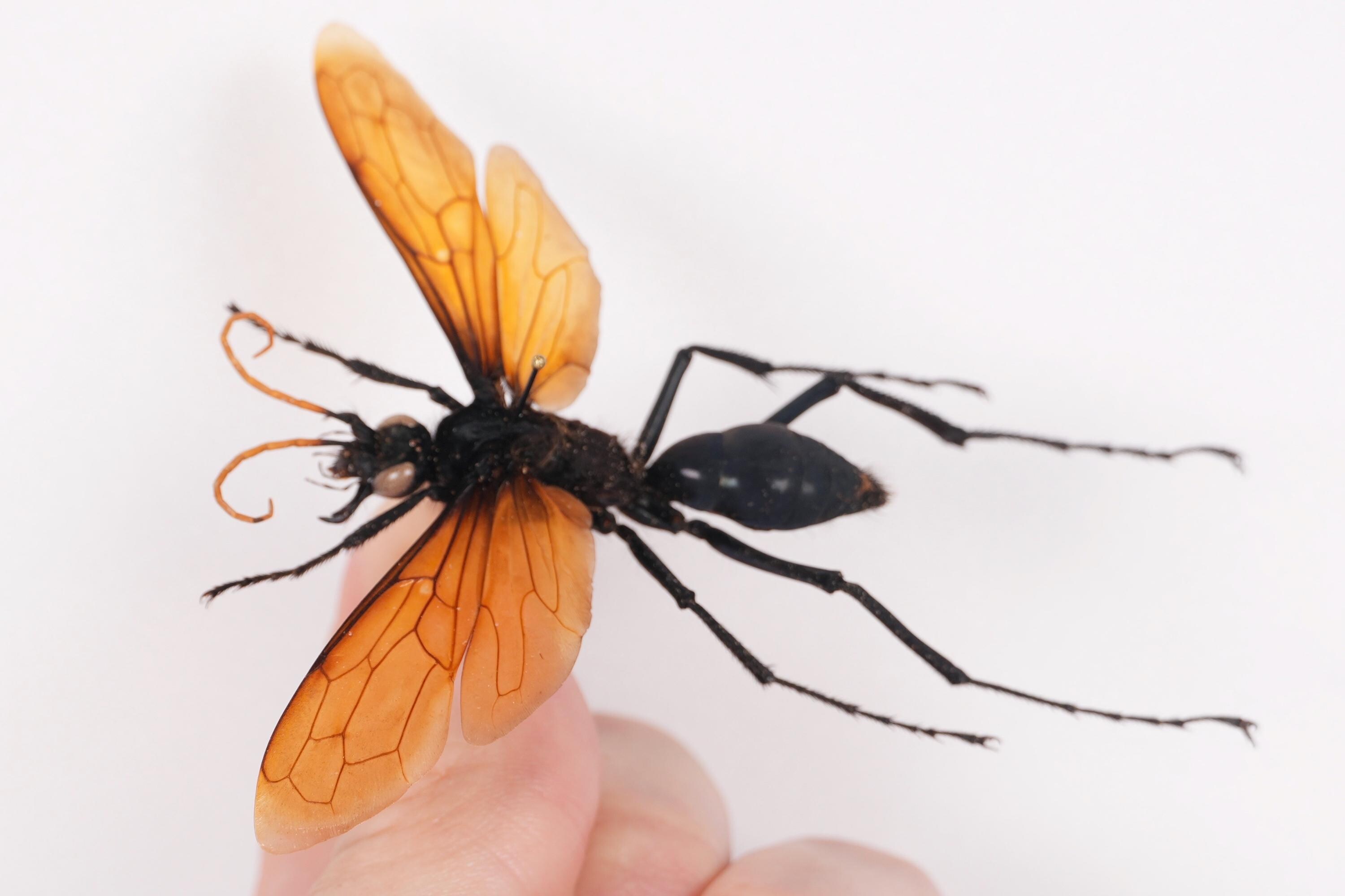 Pepsis Heros Peru (PE) - Spectacular Tarantula Hawk Wasp for