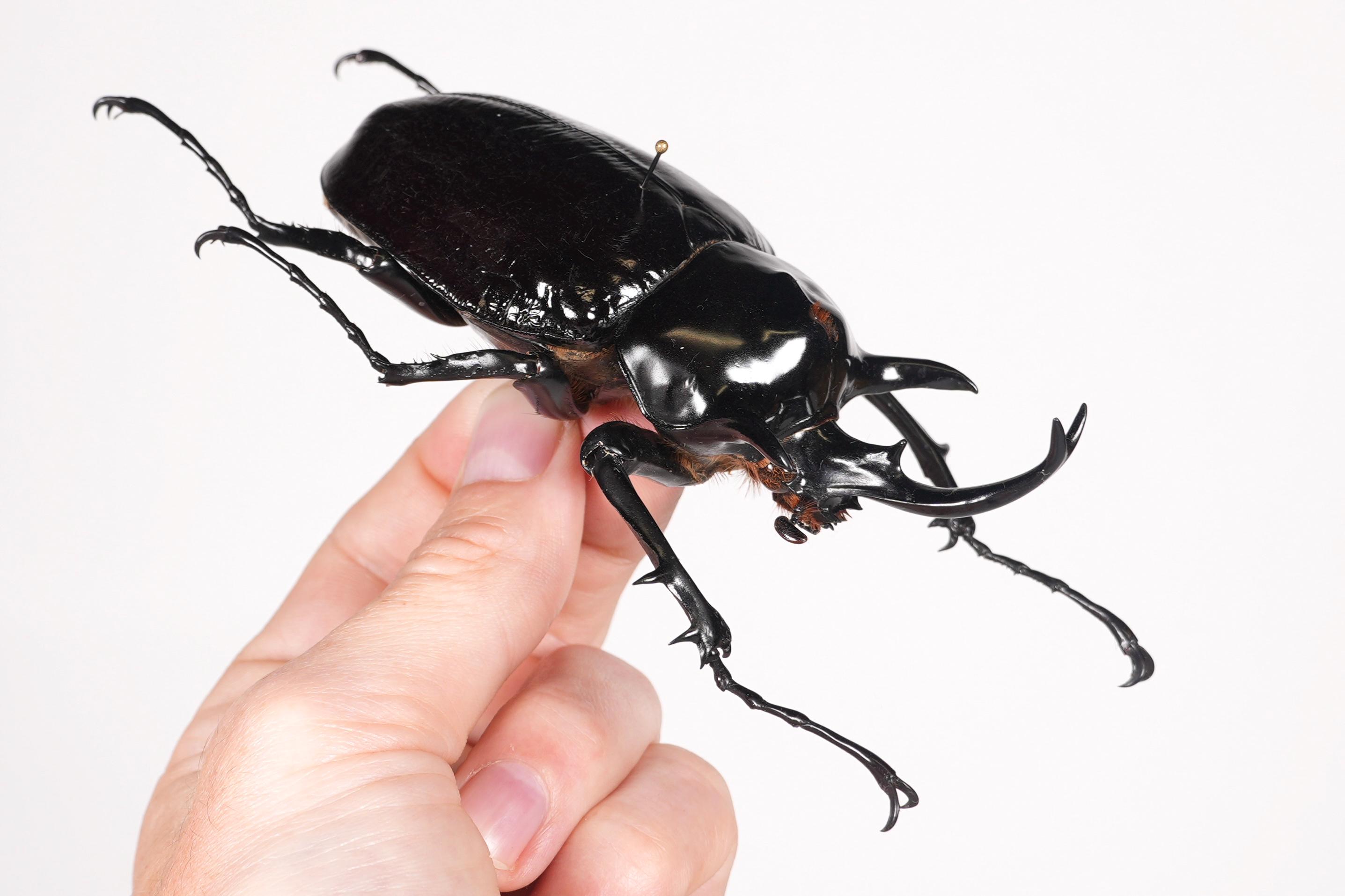 Cheirotonus Jansoni Vietnam (VN) - Wild Caught - Long-armed Scarab