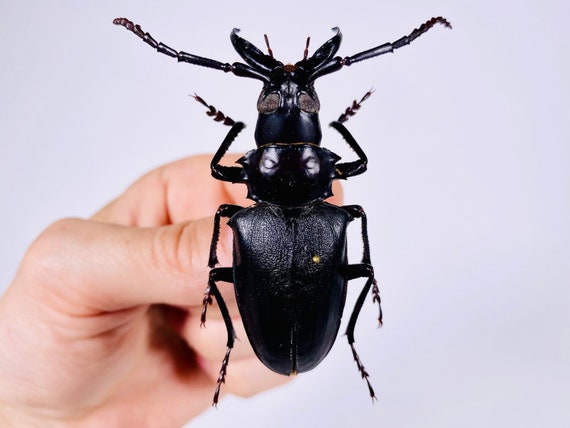 Dorysthenes Walkeri Thailand - TH Real Black Long Horned Beetle