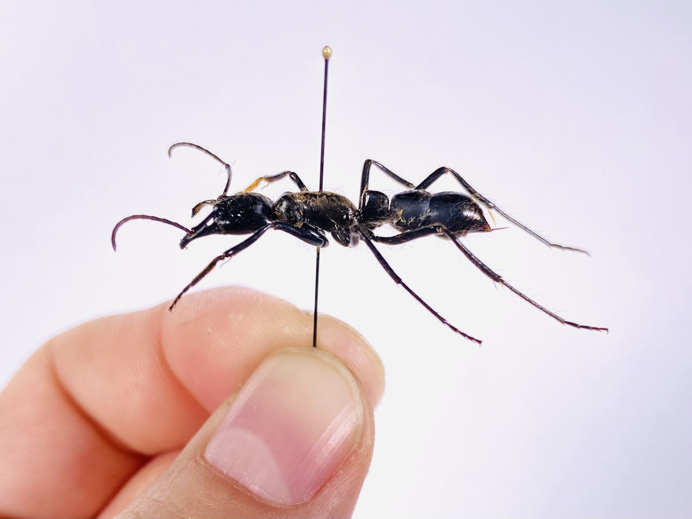 Dinoponera grandis 巨大アマゾンアリ昆虫、剥製アートプロジェクト用