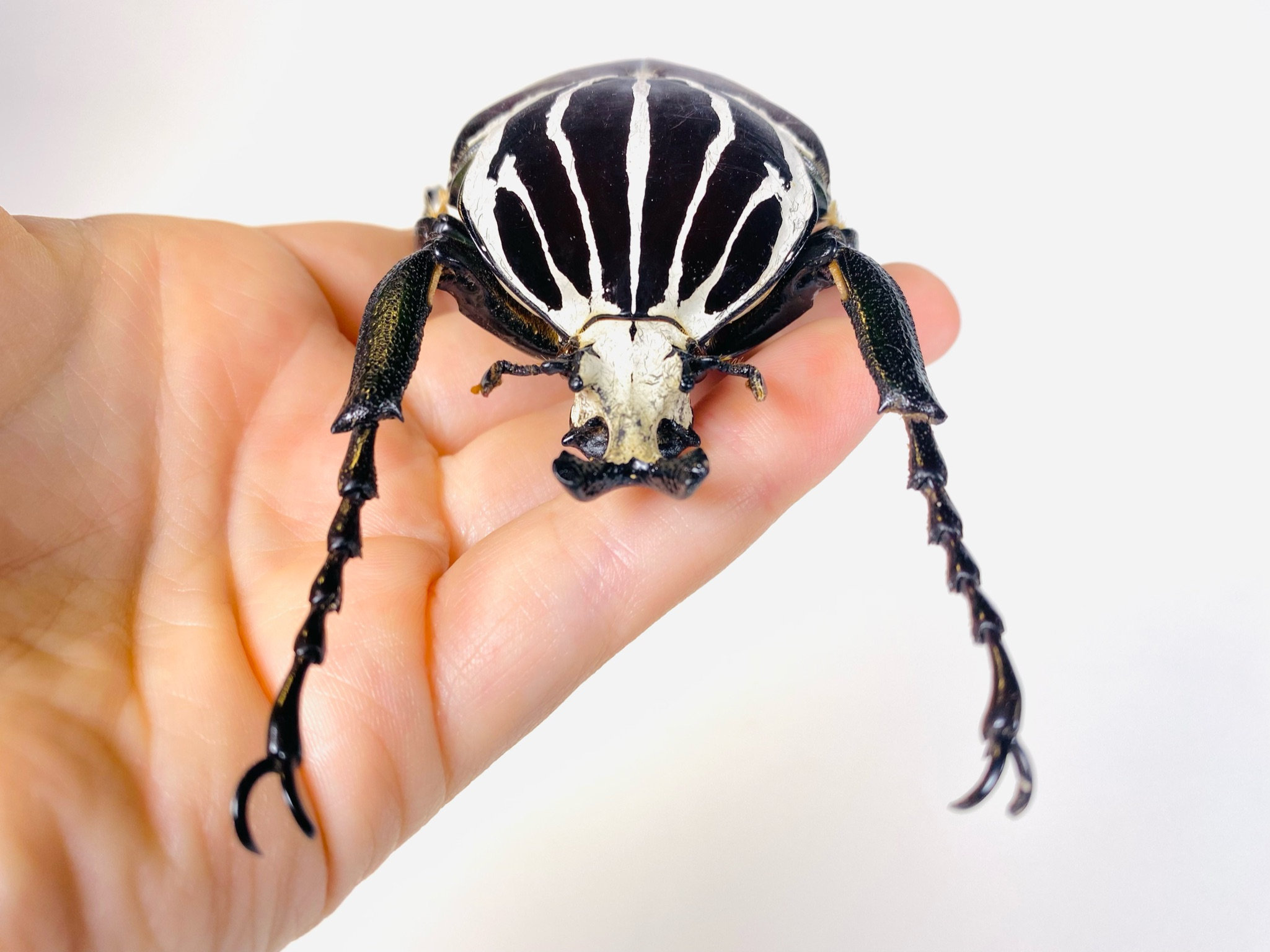 Goliathus Goliatus Kenya (KE) - Wild Caught - Goliath Beetle