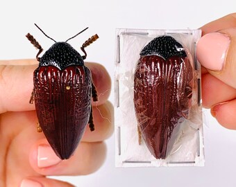 Jewel Beetle Sternocera Hildebrandti Kenya - KE Unmonted for