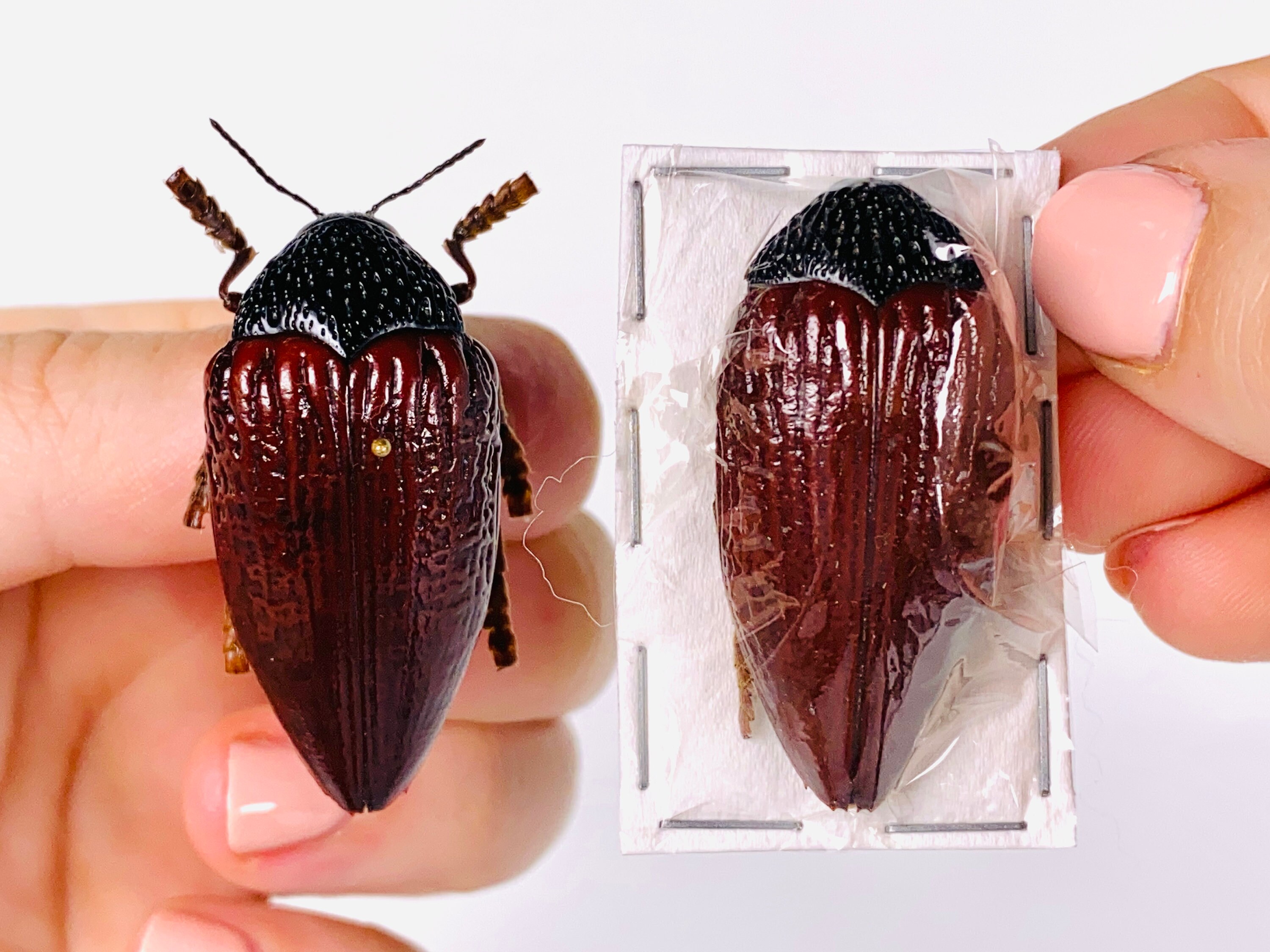 Jewel Beetle Sternocera Hildebrandti Kenya - KE Unmonted for