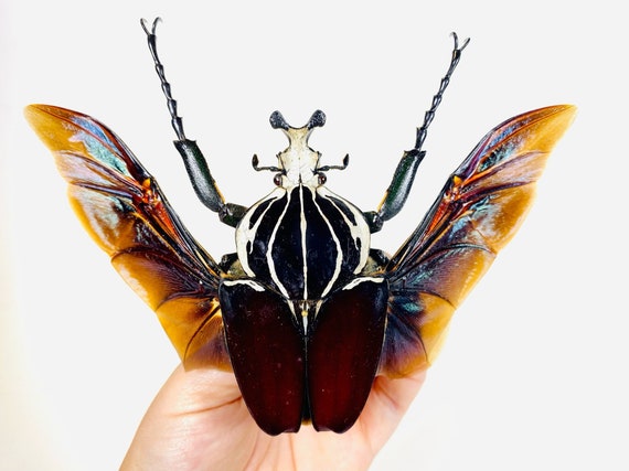 標本 Cameroon Goliathus goliathus 79mm Giant Flower Beetle Goliathus Goliatus Cameroon (CM