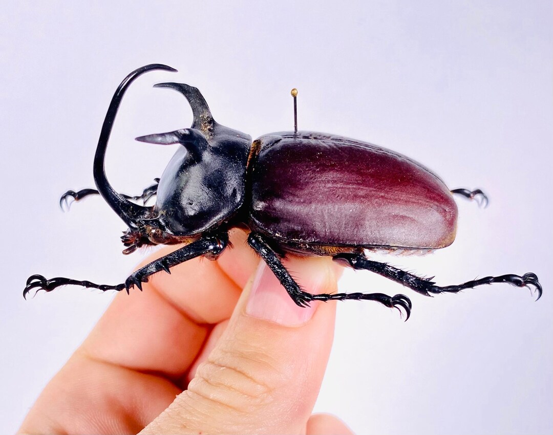 Eupatorus Siamensis Real Dry Bunny Ear Horns Rhinoceros Beetle Insect ...