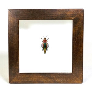Peut inclure: Un spécimen d'insecte encadré d'un scarabée bijou aux ailes irisées vertes, rouges et bleues. Le scarabée est monté sur un fond blanc et présenté dans un cadre en bois brun.