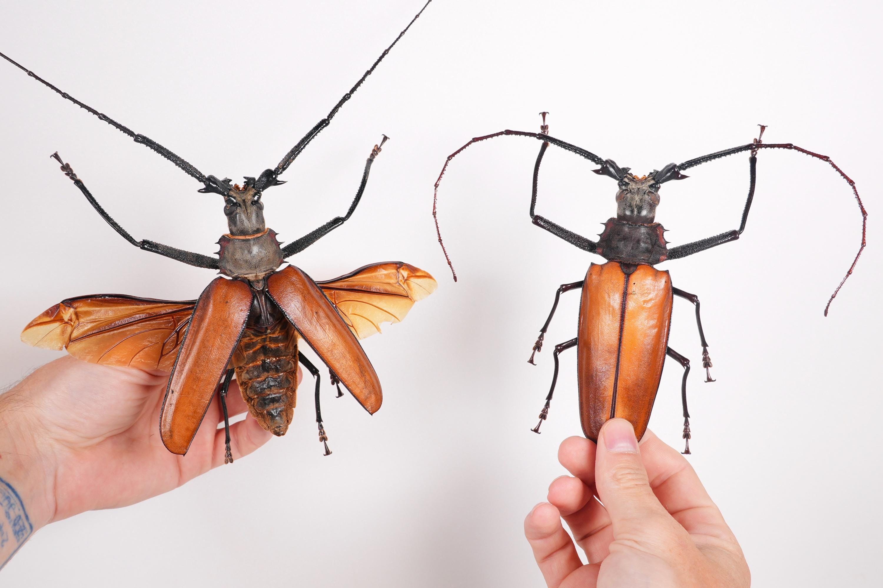ペルーカミキリムシ　Callipogon Armillatus ？約112mm 本物の巨大なオオカミキリムシ Callipogon armillatus、剥製アート用の