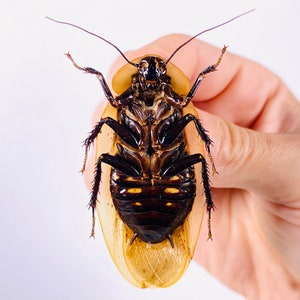 Blaberus giganteus real cockroach with wings for insect artwork, butterflies collection or taxidermy project. image 8