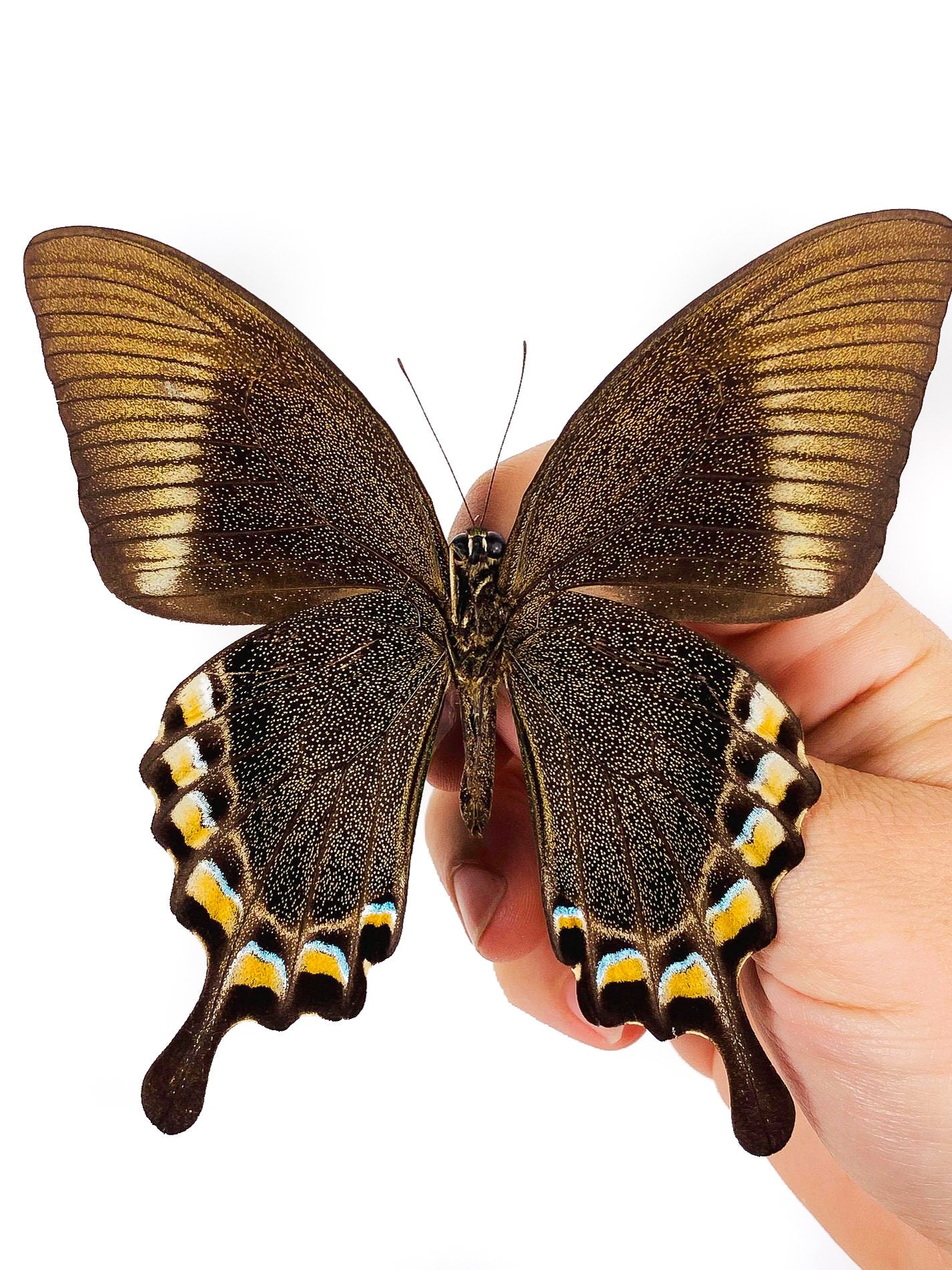 Papilio blumei 蝶の標本 Papilio blumei 蝶の標本 Papilio blumei 蝶の標本