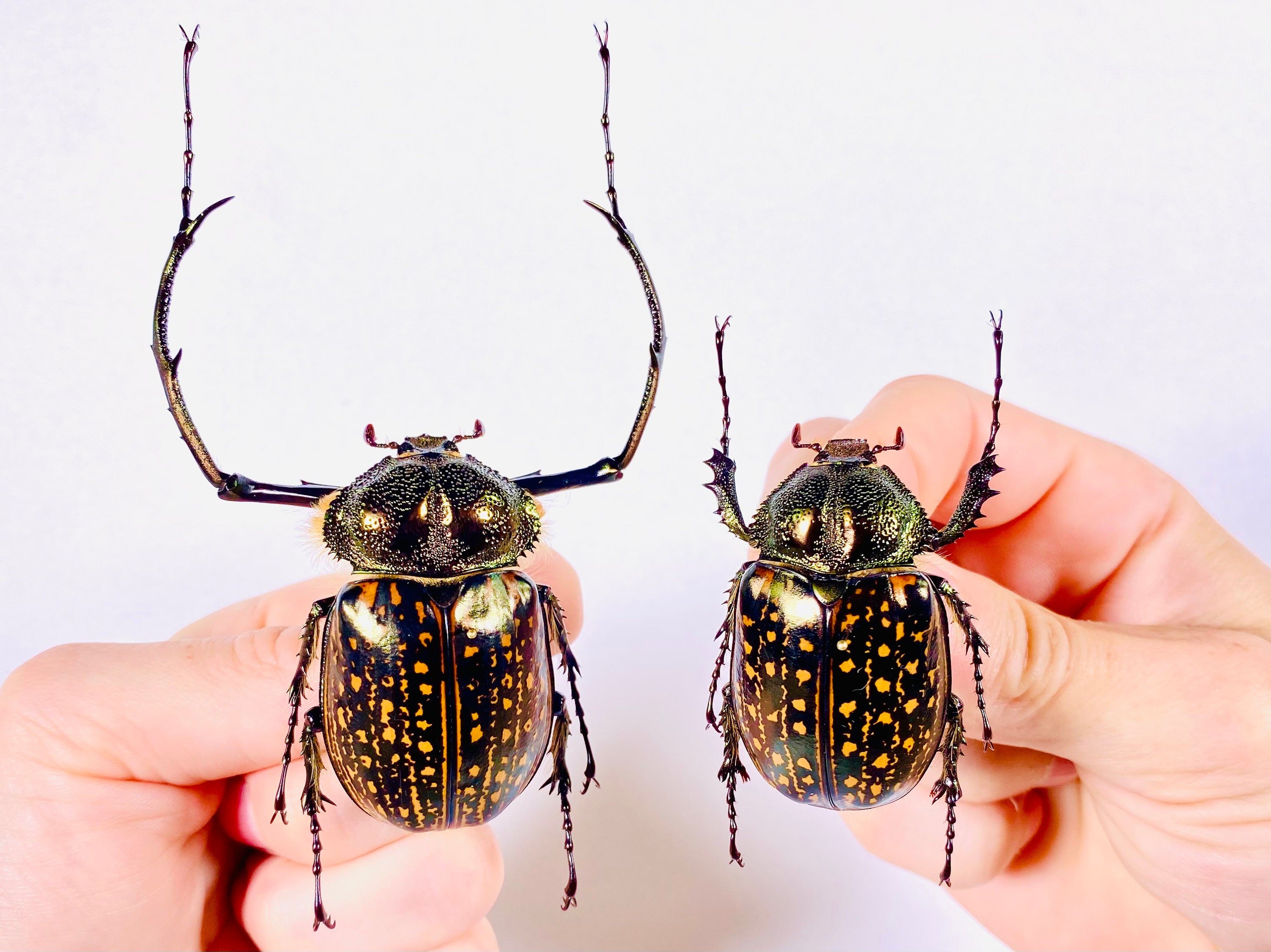 Cheirotonus Gestroi Real Long-armed Scarab Beetle for Insect