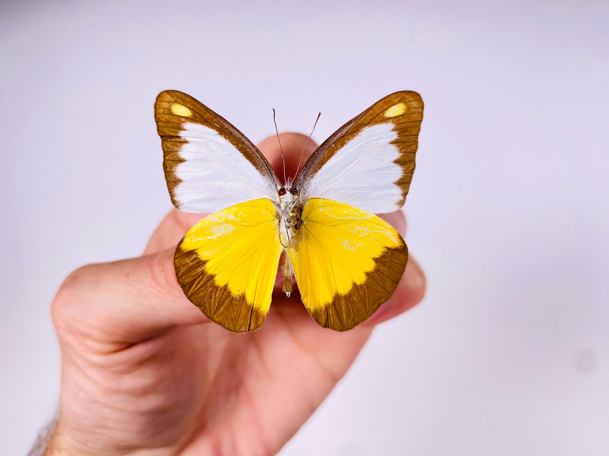 Appias Lycinda Indonesia (ID) - Wild Caught - Chocolate Albatross