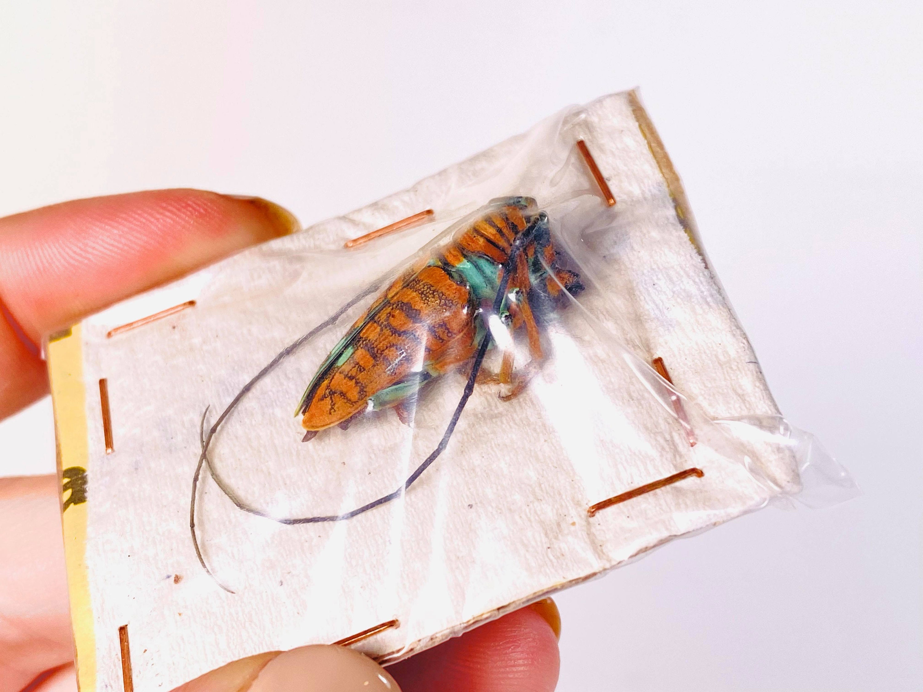 Orange Long Horned African Beetle Sternotomis Chrysopras Uganda